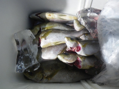 磯部釣船 直栄丸 釣果