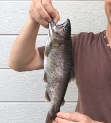 会津大川（会津非出資漁業協同組合） 釣果