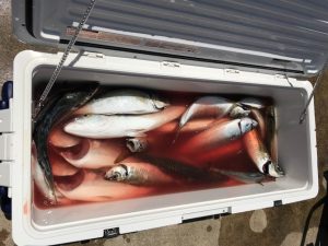 さぶろう丸 釣果