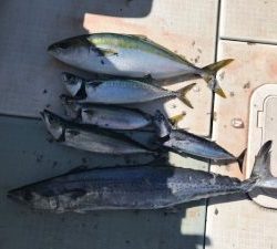 さぶろう丸 釣果