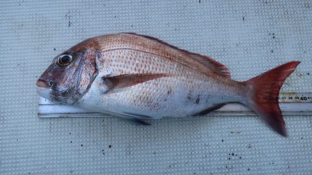 はらまる 釣果