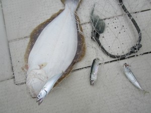 兼六丸 釣果