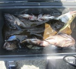 兼六丸 釣果