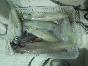 兼六丸 釣果
