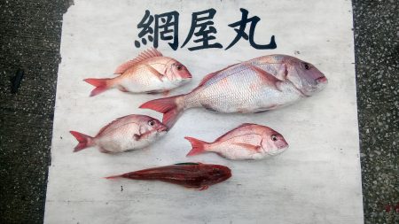 網屋丸 釣果
