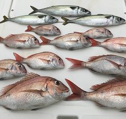 フィシングボートAir(エアー) 釣果