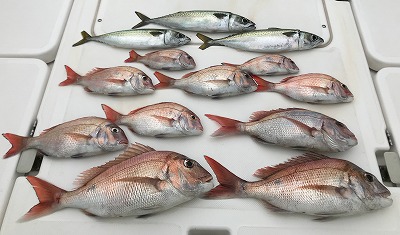 フィシングボートAir(エアー) 釣果