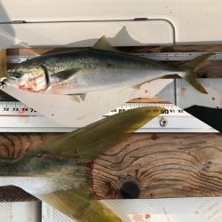 フィシングボートAir(エアー) 釣果