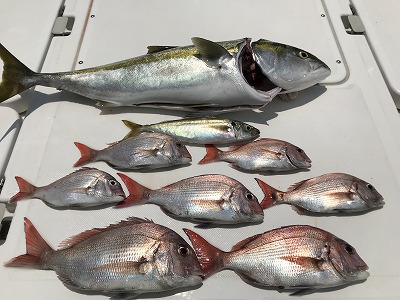 フィシングボートAir(エアー) 釣果