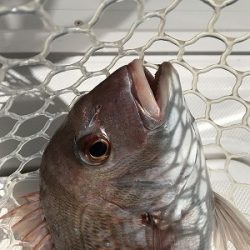 フィシングボートAir(エアー) 釣果