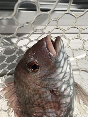 フィシングボートAir(エアー) 釣果