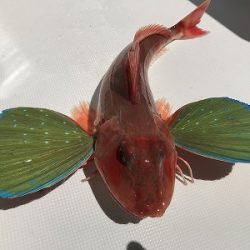 フィシングボートAir(エアー) 釣果