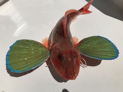 フィシングボートAir(エアー) 釣果