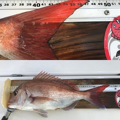 フィシングボートAir(エアー) 釣果