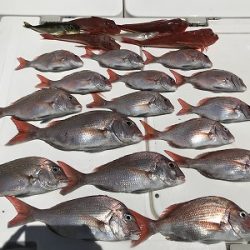 フィシングボートAir(エアー) 釣果