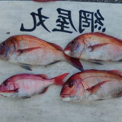 網屋丸 釣果