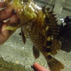 岡山ちょい投げ　手軽に誰でも簡単に釣りたい！【サンダーバース氏連載 vol.1】