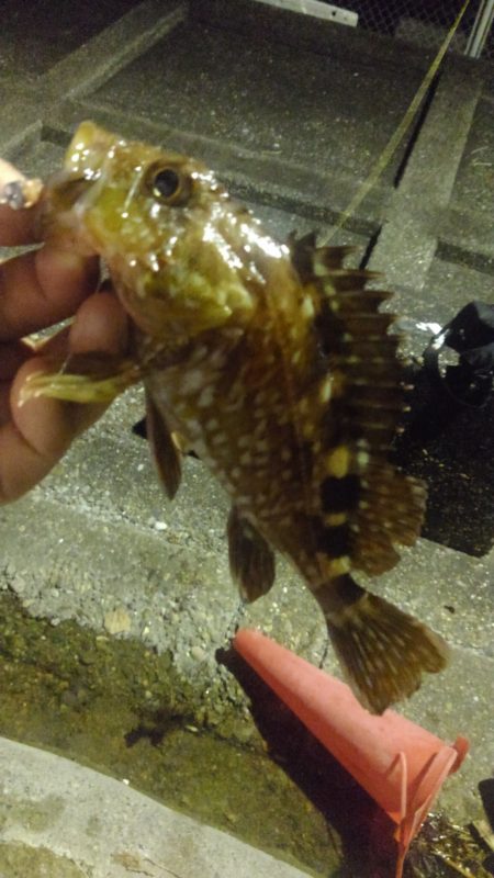 岡山ちょい投げ　手軽に誰でも簡単に釣りたい！【サンダーバース氏連載 vol.1】