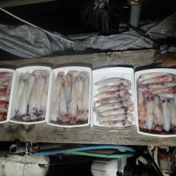 Aquanaut（アクアノート） 釣果