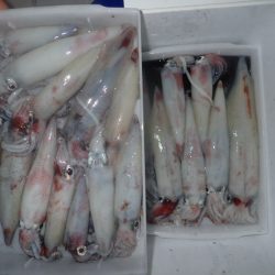 Aquanaut（アクアノート） 釣果