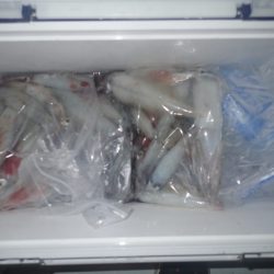 Aquanaut(アクアノート) 釣果