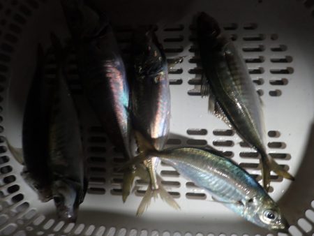 Aquanaut(アクアノート) 釣果