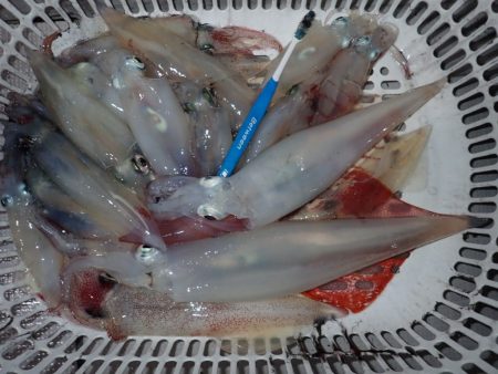 Aquanaut(アクアノート) 釣果