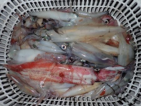 Aquanaut(アクアノート) 釣果