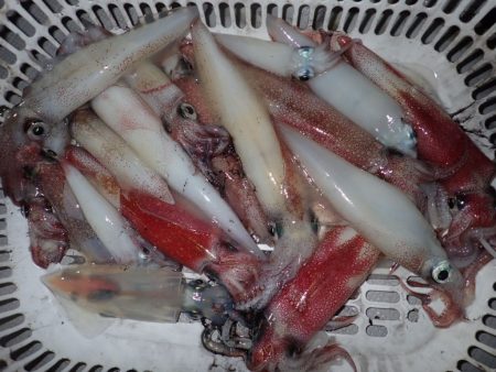 Aquanaut(アクアノート) 釣果