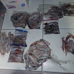 Aquanaut(アクアノート) 釣果