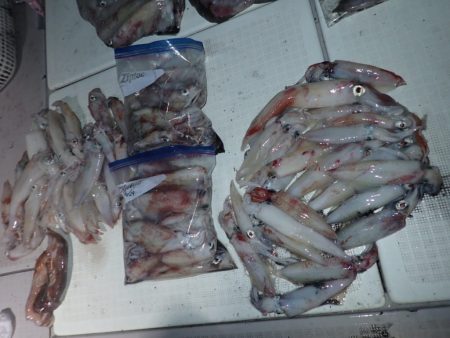 Aquanaut(アクアノート) 釣果