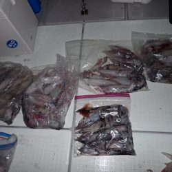 Aquanaut(アクアノート) 釣果