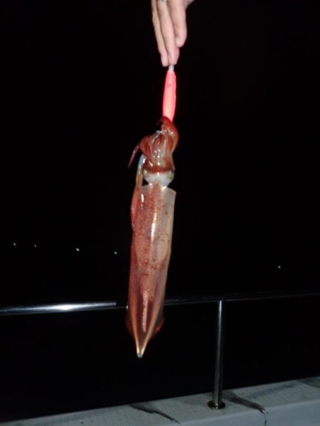 Aquanaut(アクアノート) 釣果