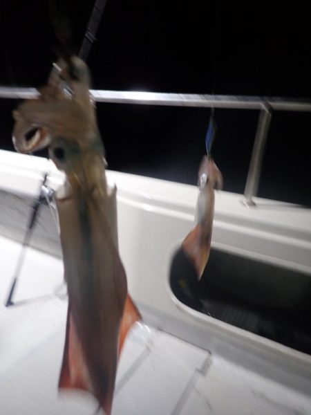 Aquanaut(アクアノート) 釣果