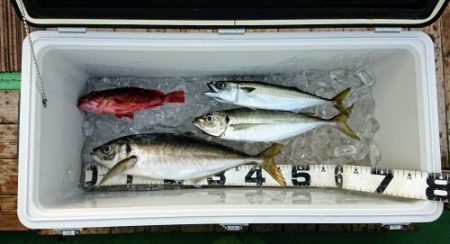 火遠理丸（ほおりまる） 釣果