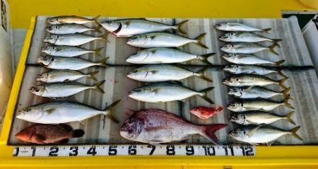 火遠理丸(ほおりまる) 釣果