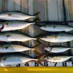 火遠理丸(ほおりまる) 釣果