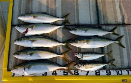 火遠理丸（ほおりまる） 釣果