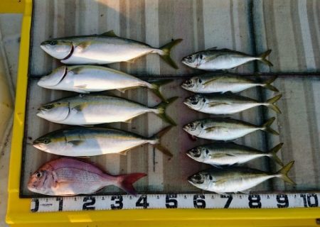 火遠理丸(ほおりまる) 釣果