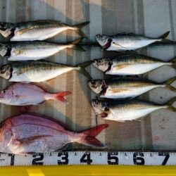 火遠理丸(ほおりまる) 釣果