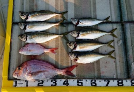 火遠理丸(ほおりまる) 釣果