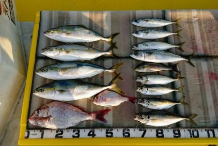 火遠理丸（ほおりまる） 釣果