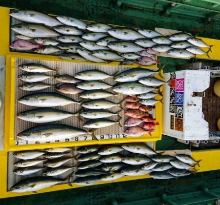 火遠理丸（ほおりまる） 釣果