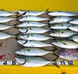 火遠理丸（ほおりまる） 釣果