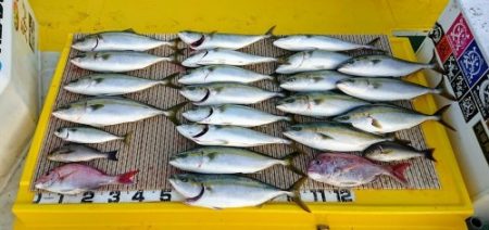 火遠理丸（ほおりまる） 釣果