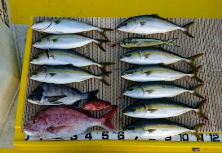 火遠理丸（ほおりまる） 釣果