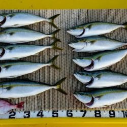 火遠理丸（ほおりまる） 釣果