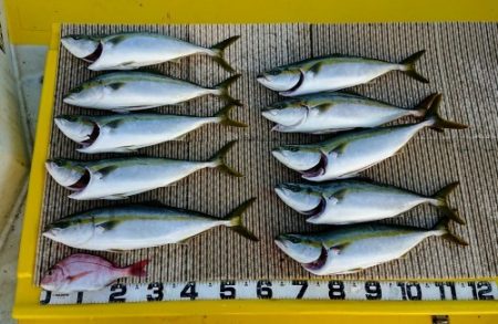 火遠理丸（ほおりまる） 釣果