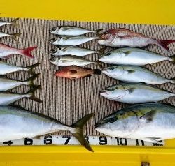 火遠理丸（ほおりまる） 釣果