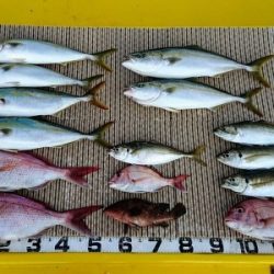 火遠理丸（ほおりまる） 釣果